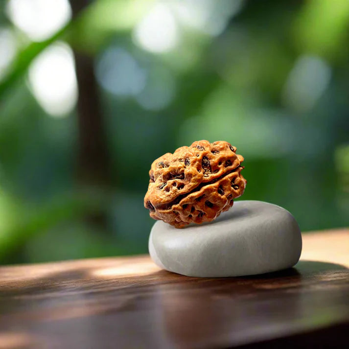 2 Mukhi Nepali Siddh Rudraksha | Ardhanarishvara Rudraksha for Harmony & Emotional Balance